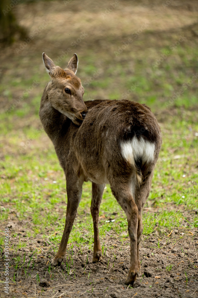 Sika deer Cervus nippon or japanese spotted deer female Sika deer Cervus nippon or japanese spotted deer female