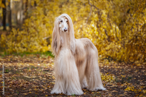 Foto Dog, gorgeous Afghan hound, full-length portrait, against the background of the