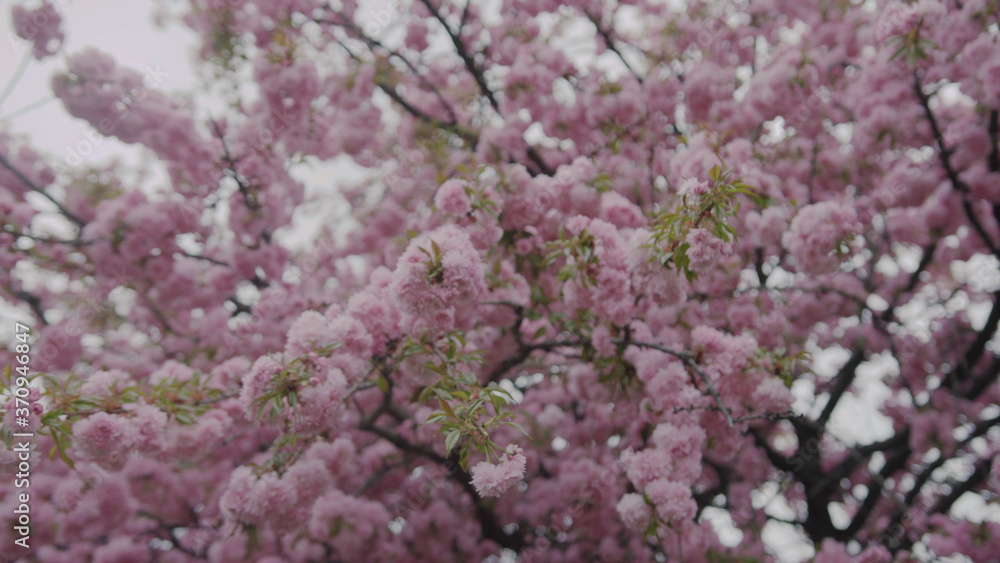 Close up pink sakura flower beauty bloom flora garden nature romantic wind colorful leaf outdoors plant sky Close up pink sakura flower beauty bloom flora garden nature romantic wind colorful leaf outdoors plant sky