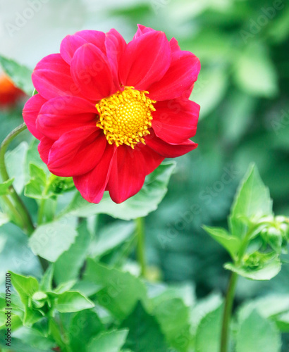 Red dahlia flower in bloom close-up view