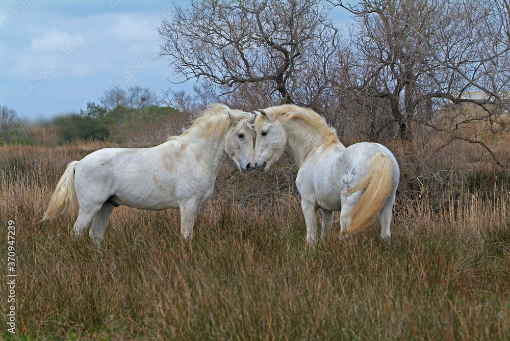 Obraz premium Camargue white horses, Bouches du Rhône, France
