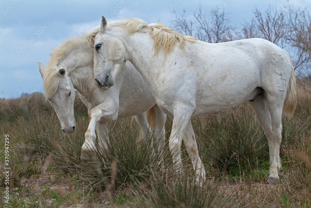 Camargue white horses, Bouches du Rhône, France Camargue white horses, Bouches du Rhône, France