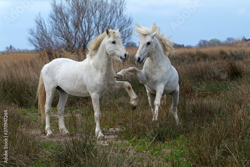 Camargue white horses, Bouches du Rhône, France