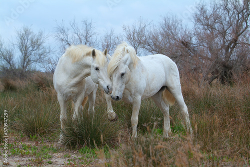 Camargue white horses, Bouches du Rhône, France