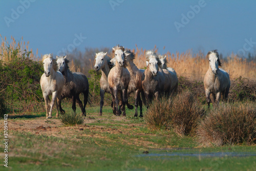 Fototapeta Naklejka Na Ścianę i Meble -  Camargue white horses running in a marsh, Bouches du Rhône, France