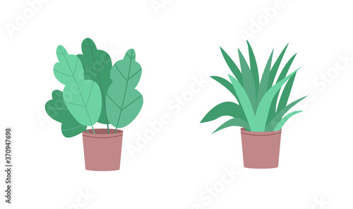 Tropical houseplants flat color vector object set. Cultivate plant for interior decor. Sprouts in flowerpots isolated cartoon illustration for web graphic design and animation collection