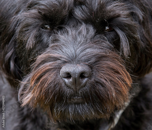 Hampshire, England, UK. August 2020. Portrait of a black borderpoo dog. A cross between a Border Terrier and a Poodle