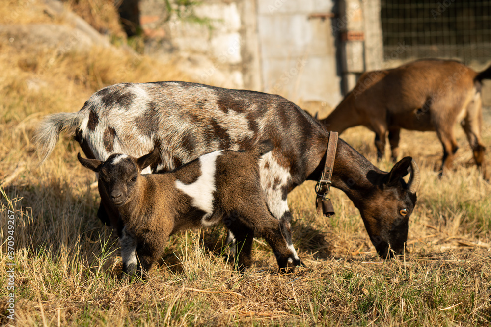 Cabras enanans - dwarf goats Cabras enanans - dwarf goats