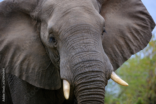 African bush elephant or African savanna elephant (Loxodonta africana). Mpumalanga, South Africa