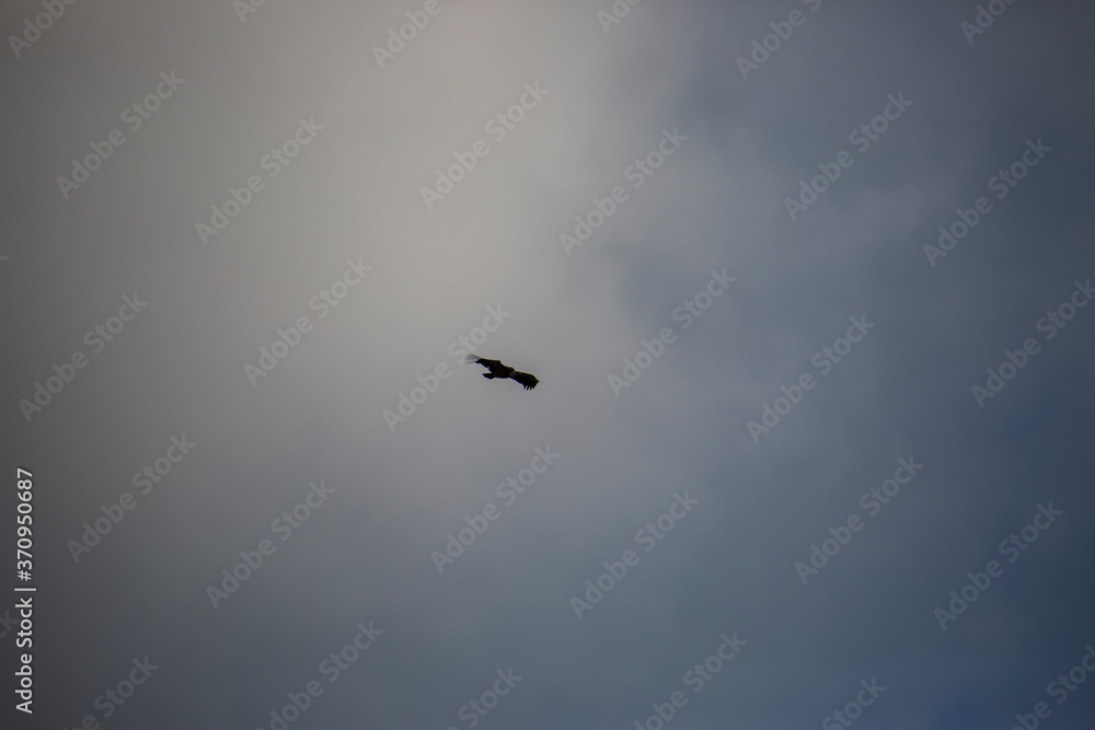 Vulture flight in Montsec, Lleida, Spain Vulture flight in Montsec, Lleida, Spain