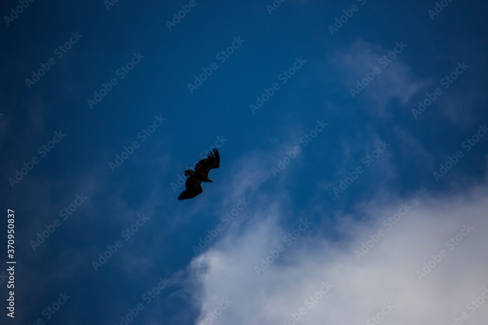 Vulture flight in Montsec, Lleida, Spain Vulture flight in Montsec, Lleida, Spain