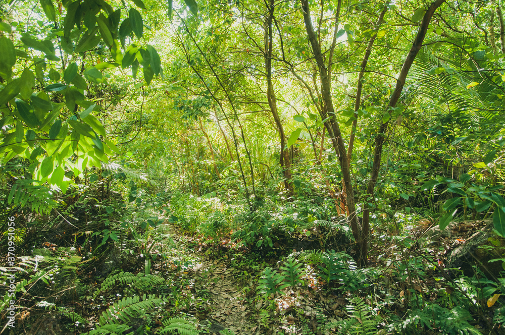 Tropical Jungle view with lush vegetation in Seychelles