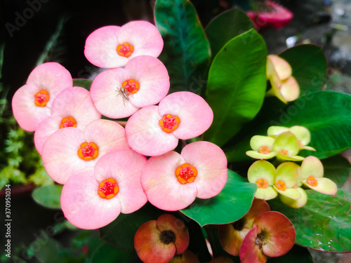 Euphorbia flowers with red color and green color leaves.
