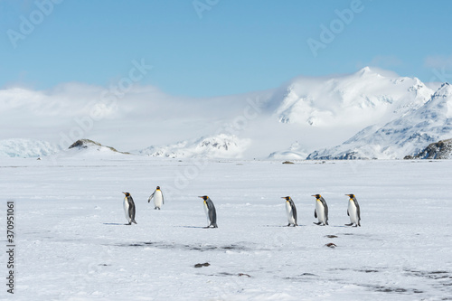Group of King Penguins  Aptenodytes patagonicus  walking on snow covered Salisbury Plain  South Georgia Island  Antarctic
