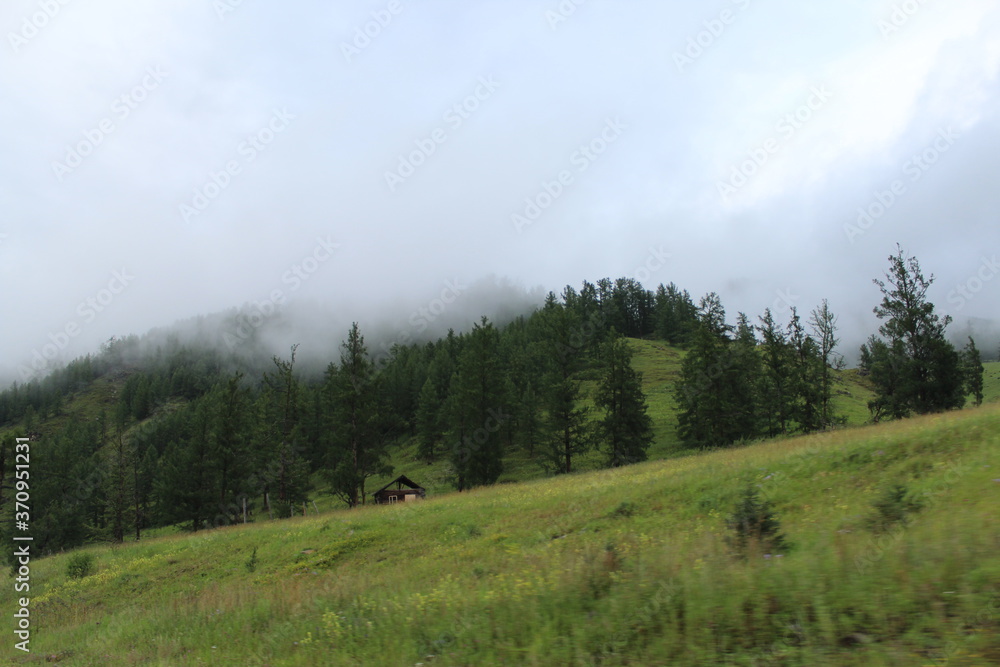 Fototapeta premium forest in the mountains