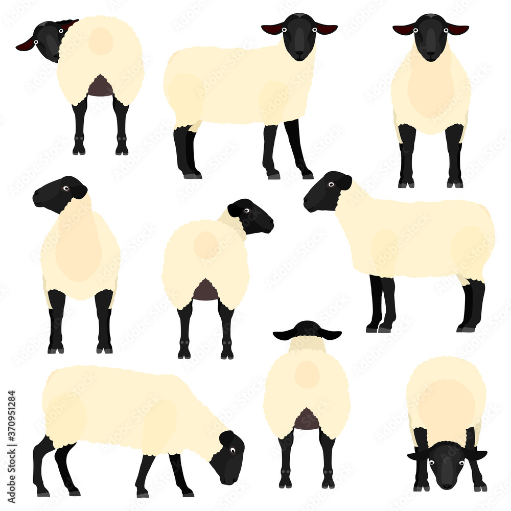 sheep various pose set sheep various pose set
