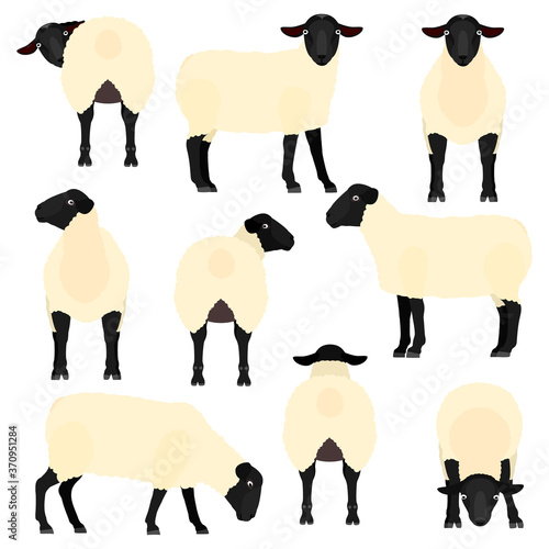 Obraz na plátně sheep various pose set