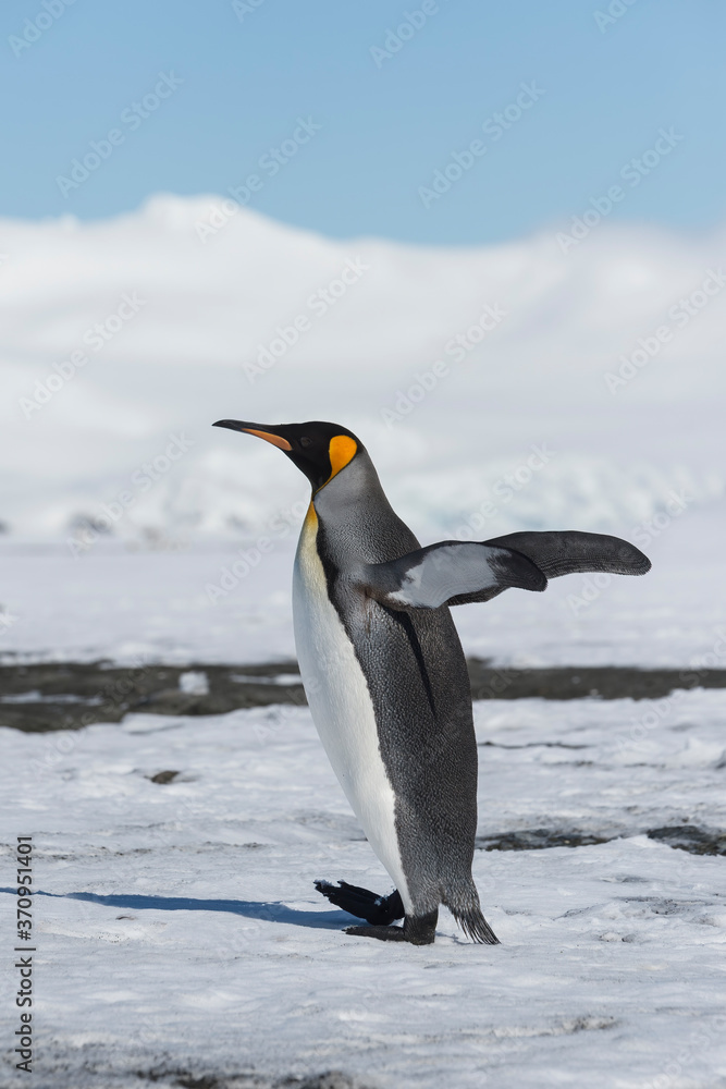 Fototapeta premium King Penguin (Aptenodytes patagonicus) walking on snow covered Salisbury Plain, South Georgia Island, Antarctic