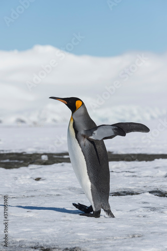 King Penguin  Aptenodytes patagonicus  walking on snow covered Salisbury Plain  South Georgia Island  Antarctic