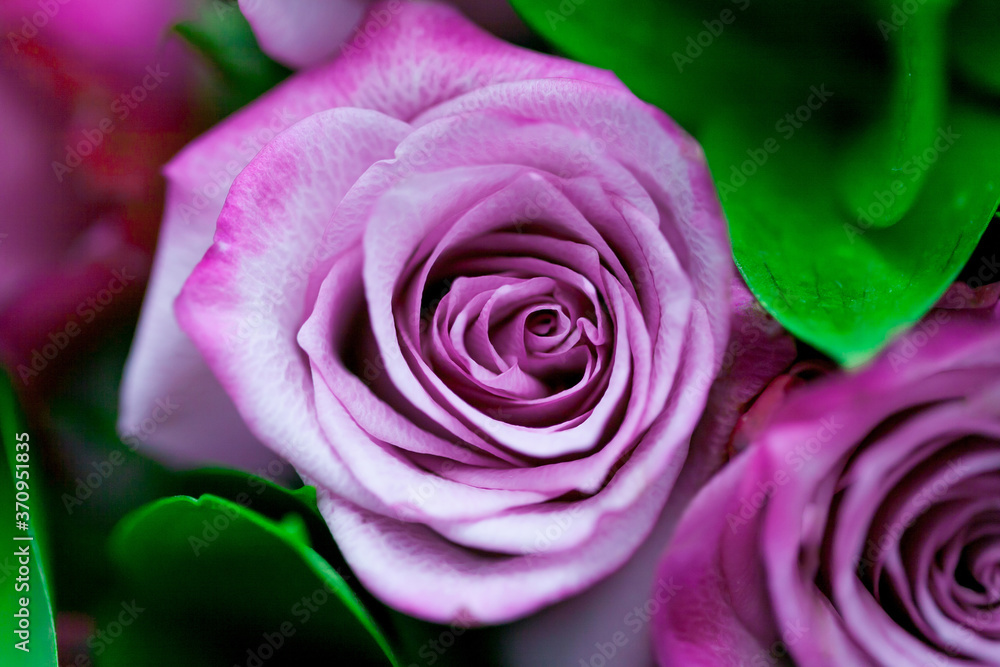 purple blooming rose flower close up with green leaves as a background purple blooming rose flower close up with green leaves as a background