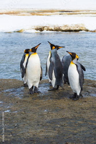 King Penguins  Aptenodytes patagonicus   Right Whale Bay  South Georgia Island  Antarctic