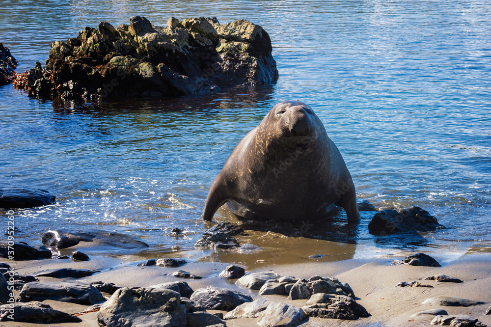 Fototapeta premium Male Southern Elephant seal (Mirounga leonina) in water, Elsehul Bay, South Georgia Island, Antarctic