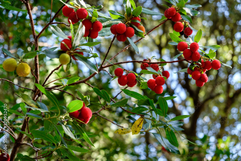 Arbutus unedo, madroño, Ermitas vellas, Valldemossa, Mallorca, balearic islands, Spain