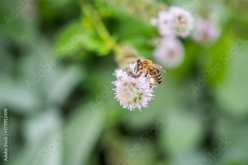 European bee collecting pollen on peppermint flower. Bee on flower close up. © Peter