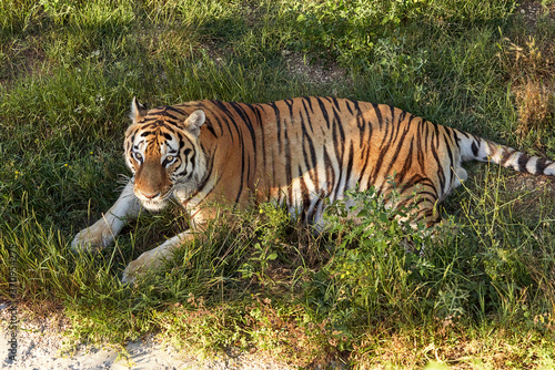 Fototapeta Naklejka Na Ścianę i Meble -  Big tiger lying on the grass. Tiger resting in the shade