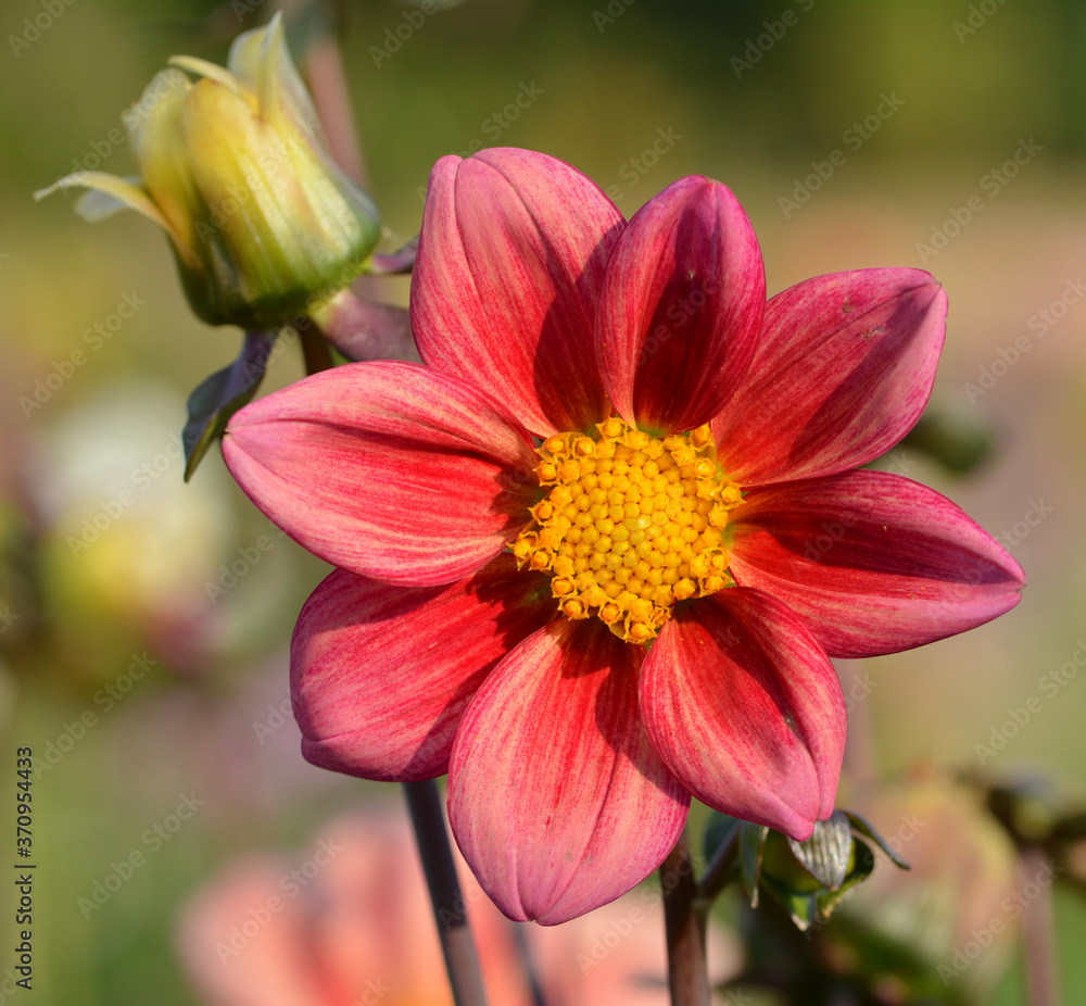 Dahlia Dahlia