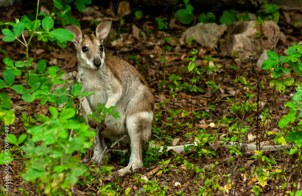 ualabi, small kangaroo-like marsupial is caught in the forest, near the Brisbane, Queensland, Australia ualabi, small kangaroo-like marsupial is caught in the forest, near the Brisbane, Queensland, Australia