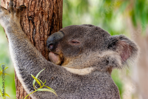 Fototapeta Naklejka Na Ścianę i Meble -  koala with her eyes almost closed grabs a tree to rest, near Cairns, Australia