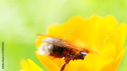 Obraz na plátně a bumblebee collects nectar on a yellow flower