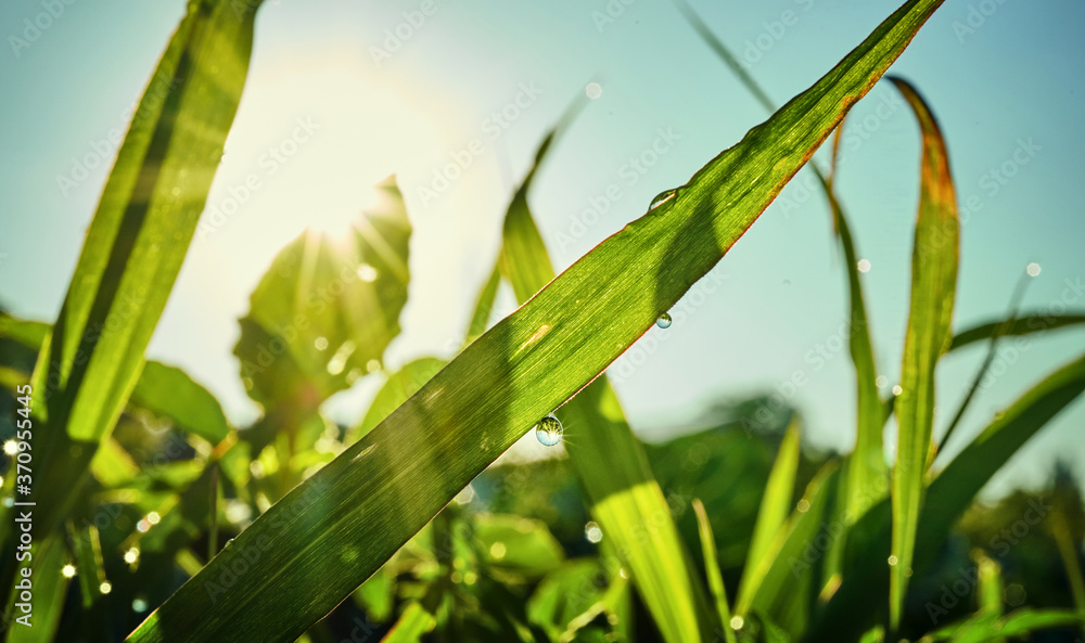 Beautiful artistic image of purity and freshness of nature, copy space. Beautiful artistic image of purity and freshness of nature, copy space.
