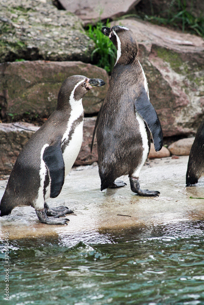 Fototapeta premium Humboldt-Pinguin