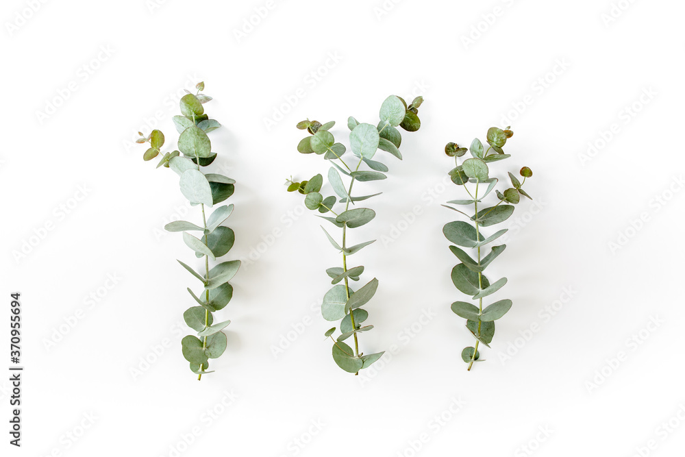 custom made wallpaper toronto digitalgreen leaves eucalyptus on white background. flat lay, top view