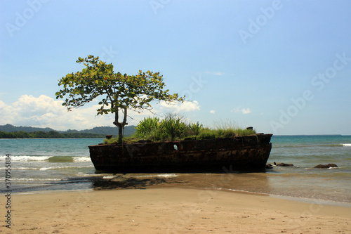 Tree and vegetation developed on a wreck on a Costa Rican beach