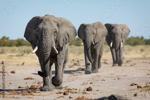 Canvas Print Three elephants walking in line in Savuti Botswana