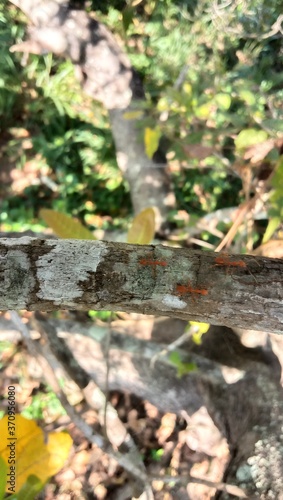 Wallpaper Mural autumn in the park Torontodigital.ca