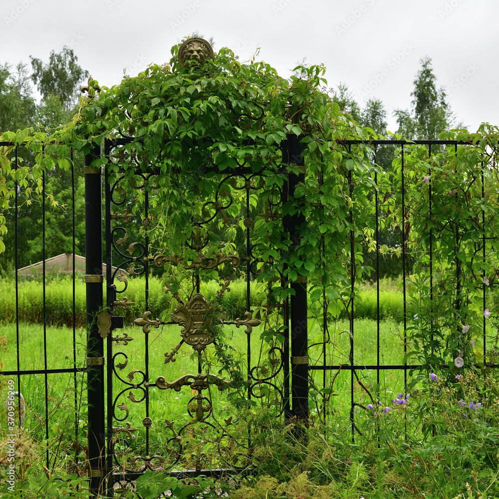 Metal fence and gate Metal fence and gate