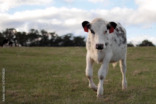 Black and white spotted cow on farm wearing rfid ear tags