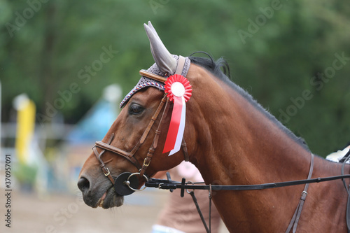 Head shot close up of a pretty horse with a red rosette on its bridle