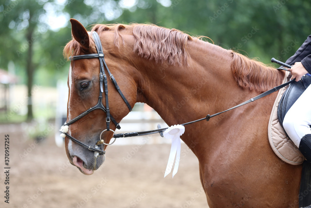 Head shot close up of a pretty horse with a red rosette on its bridle Head shot close up of a pretty horse with a red rosette on its bridle