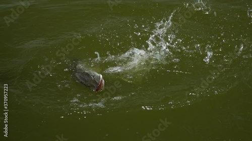 Fish on a hook. Сaught a pike. Fishing. Fish on the water surface. 