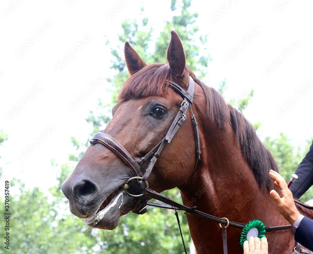 Head shot close up of a pretty horse with a red rosette on its bridle Head shot close up of a pretty horse with a red rosette on its bridle