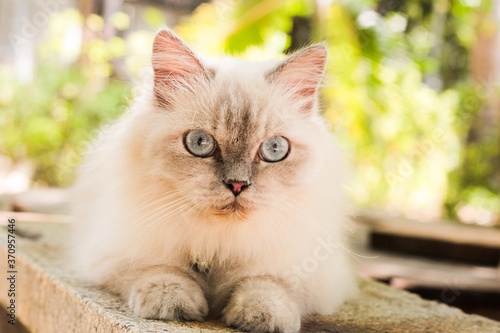 Fluffy white purebred cat rests on a sunny outdoor bench, with clear blue eyes. photo