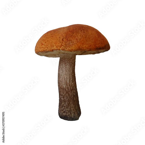 Single edible aspen mushroom with red hat isolated on white. Realistic vector illustration.  Vegetarian fungi product, fresh ingredient for cooking. Forest seasonal autumn picking harvesting.