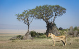 Lioness side view standing and watching in Serengeti National Park Tanzania