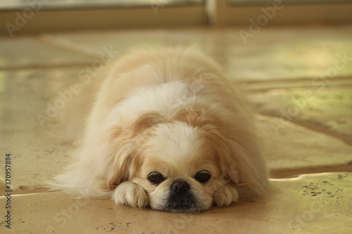 pekingese face sad on the floor and cute
