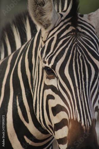 zebra outside in the safari  wild nature